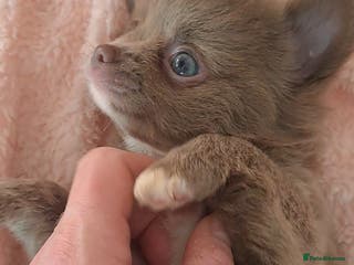 Chihuahua dogs One long coat chihuahua male now available - Advert 8