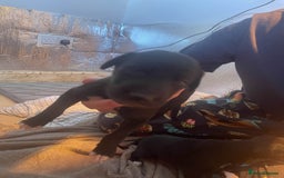 Greyhound dogs for sale: Greyhound Puppies - Image 9