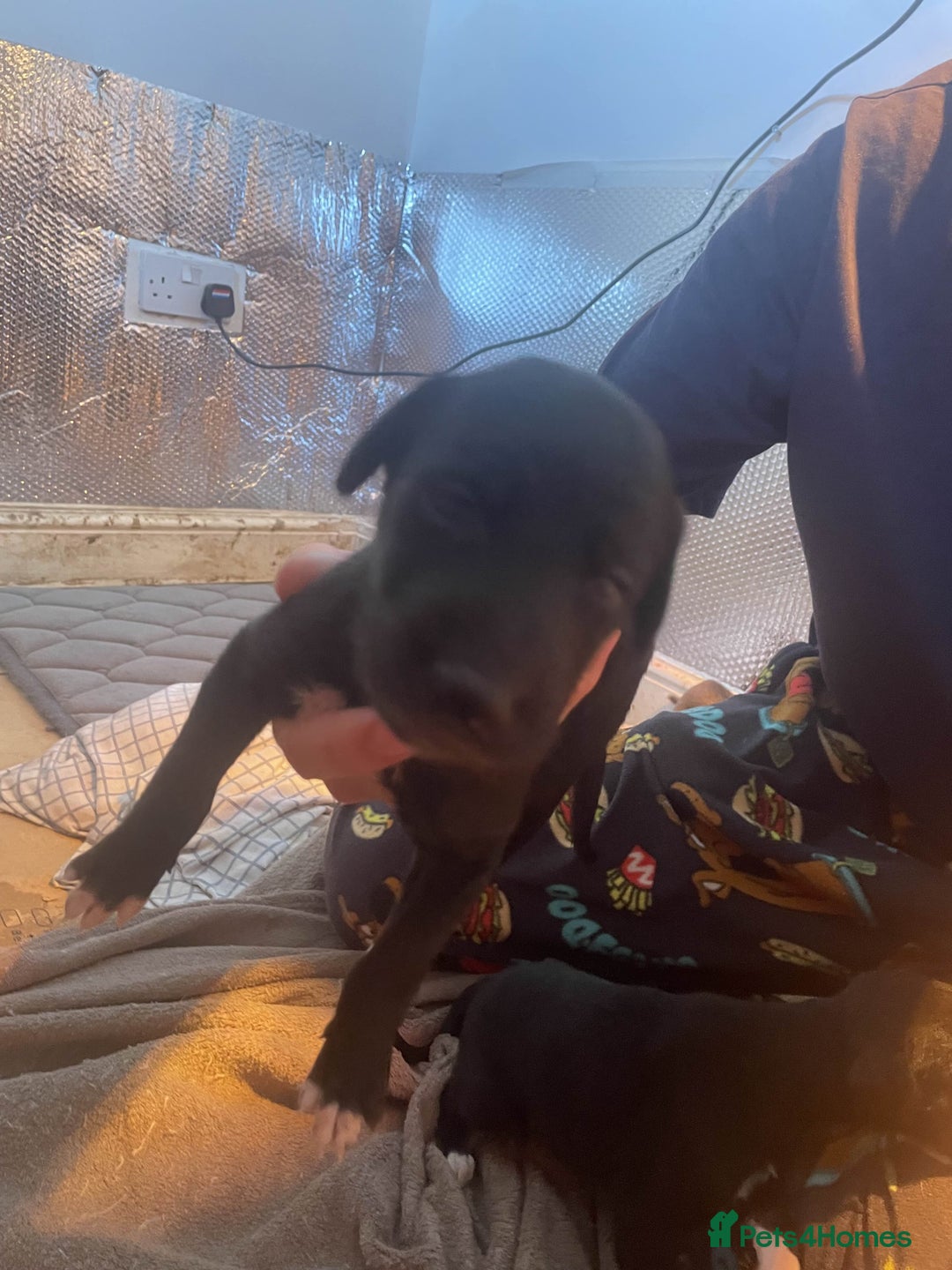 Greyhound dogs for sale: Greyhound Puppies - Image 9