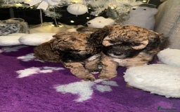 Cavapoo dogs for sale: Gorgeous rare Cavapoo F1B puppies 🐶  - Image 12