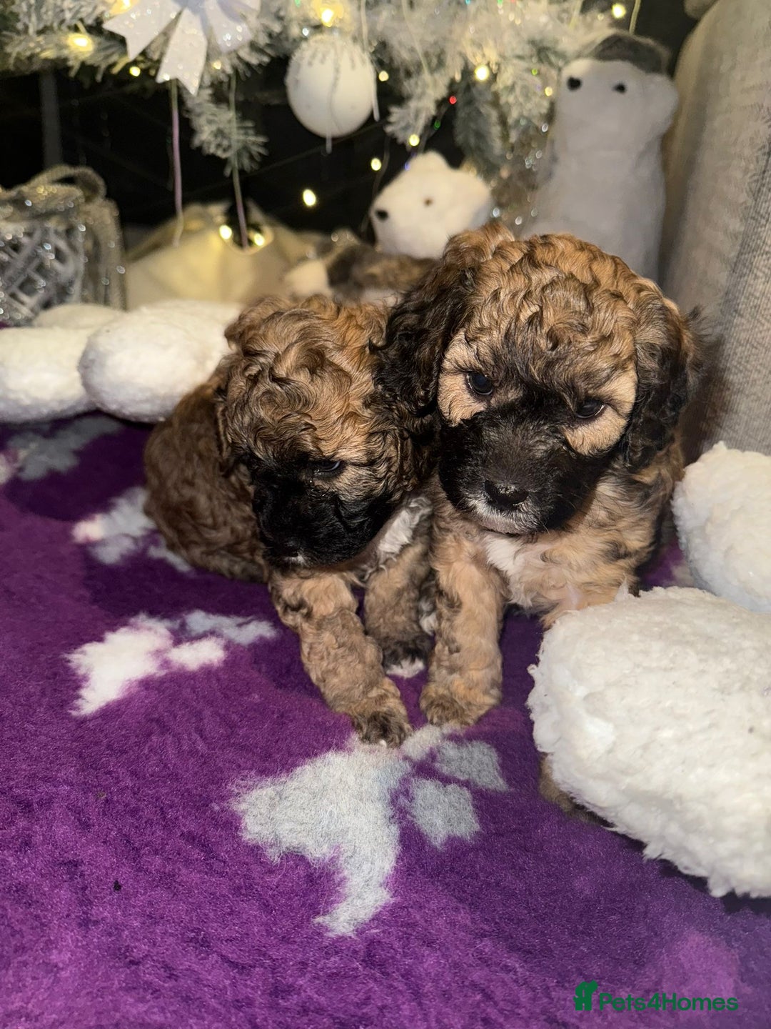 Cavapoo dogs for sale: Gorgeous rare Cavapoo F1B puppies 🐶  - Image 12