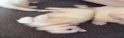 German Shepherd dogs for sale: Straight Back White German Shepherd Pups 🐶 🐕  - Advert 12