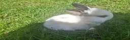 Dwarf Lop rabbits for sale: Dwarf Lop Baby Rabits in Wetherby - Advert 4
