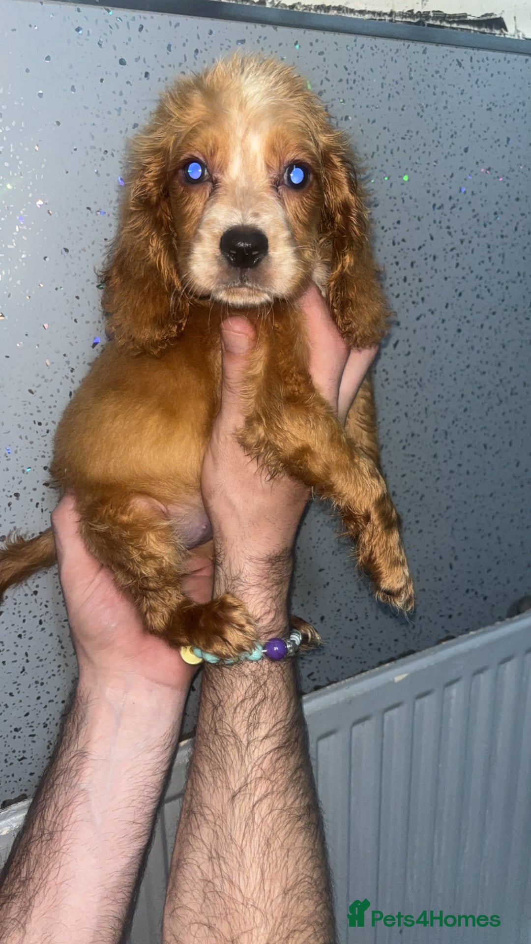 Cocker Spaniel dogs for sale: Beautiful cocker spaniel puppies  - Image 1