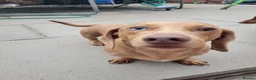 Miniature Dachshund dogs for sale: Beautiful Minature Dachsund's for sale - Advert 16