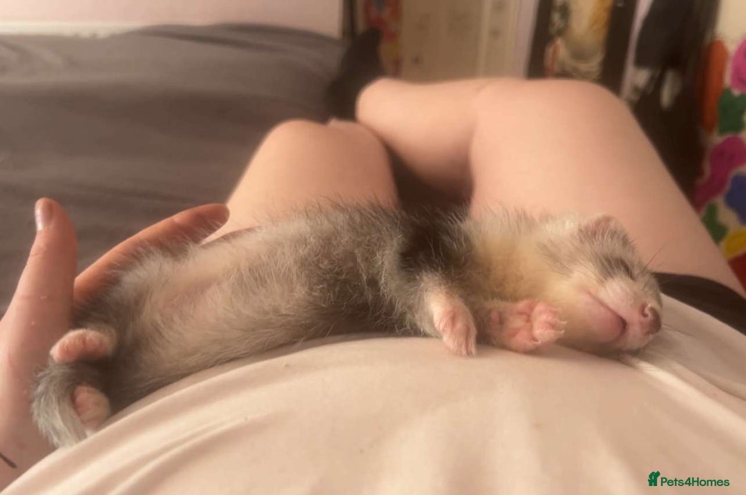 Ferret rodents for sale: Sparky, Male Ferret - Image 8