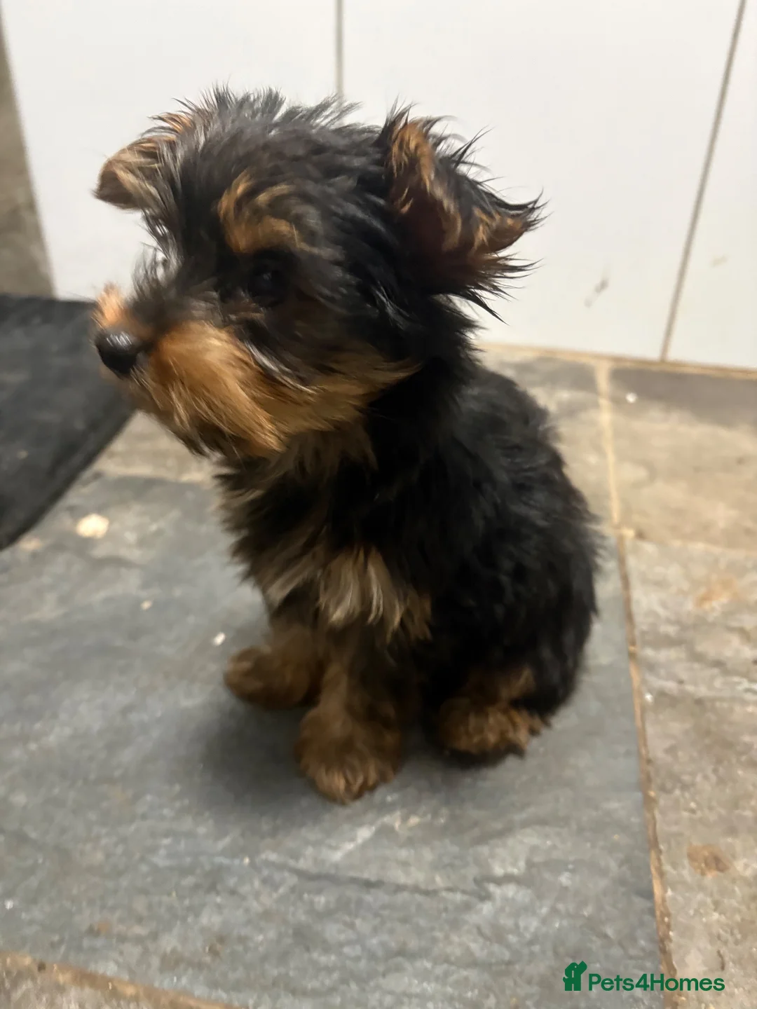Yorkshire Terrier dogs for sale: Beautiful KC Registered Yorkshire Terriers in Manchester - Advert 12
