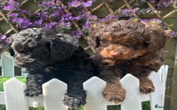 Cockapoo dogs for sale: Gorgeous Toy Cockapoo Girls - Image 2
