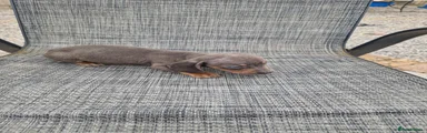 Dachshund 5