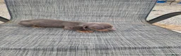 Dachshund dogs for sale: Dachshund puppies 8wks - Advert 21