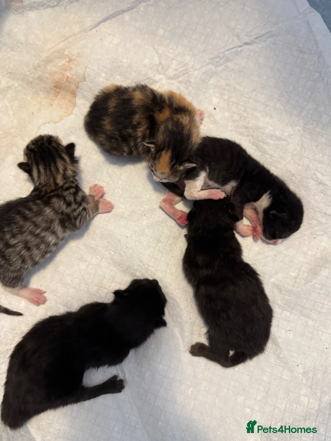 Mixed Breed cats for sale: Cute kittens - Advert 2