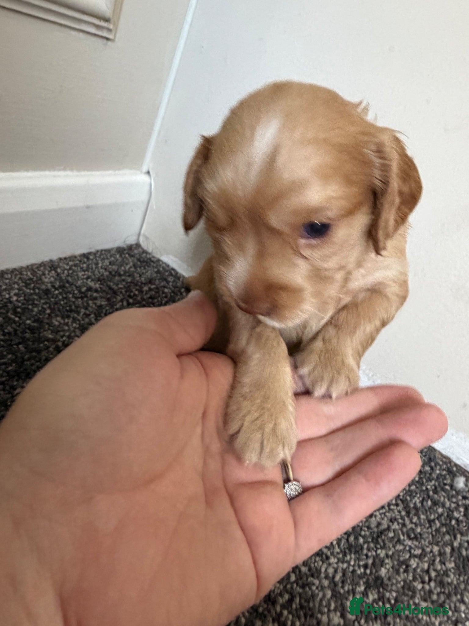 Cocker Spaniel dogs Beautiful Cocker Spaniel Puppies  - Advert 13