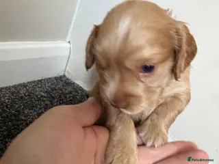 Cocker Spaniel dogs Beautiful Cocker Spaniel Puppies - Advert 3