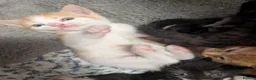 Mixed Breed cats for sale: Gorgeous female Kittens for sale - Advert 6
