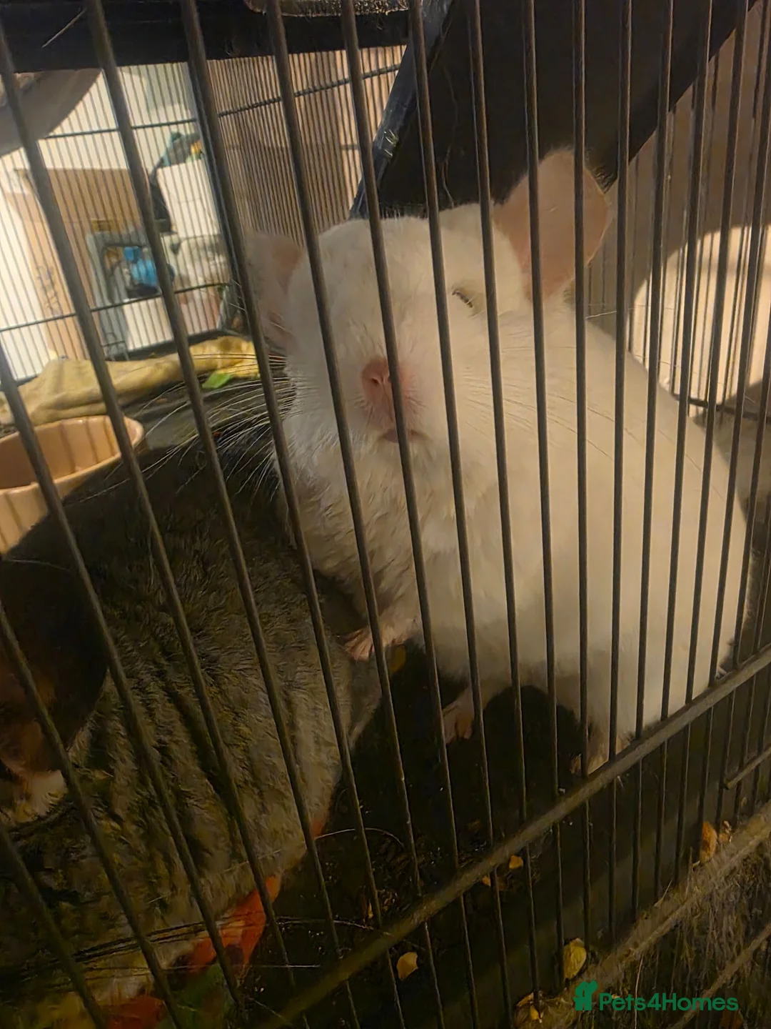 Chinchilla rodents for sale: Chinchillas with cage - Advert 2