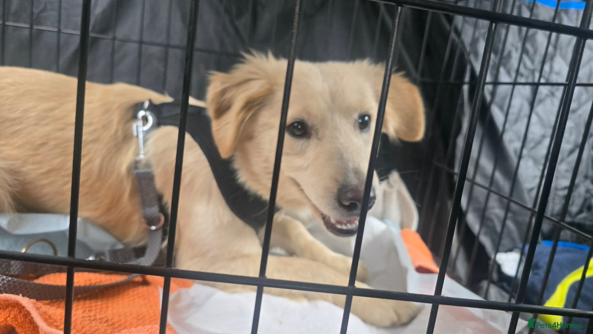 Mixed Breed dogs Otis  - Advert 1