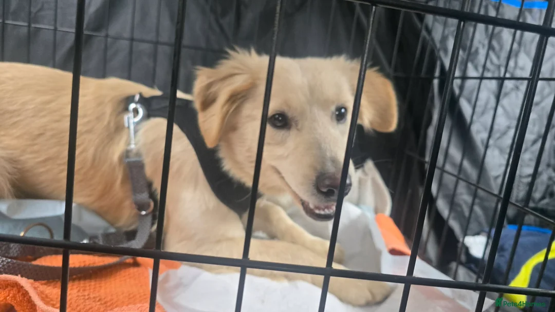 Mixed Breed dogs for adoption: Otis  - Advert 1