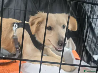 Mixed Breed dogs Otis - Advert 1