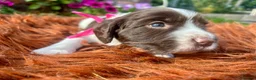 English Springer Spaniel dogs for sale: Springer Spaniel Puppies in Shrewsbury - Advert 15