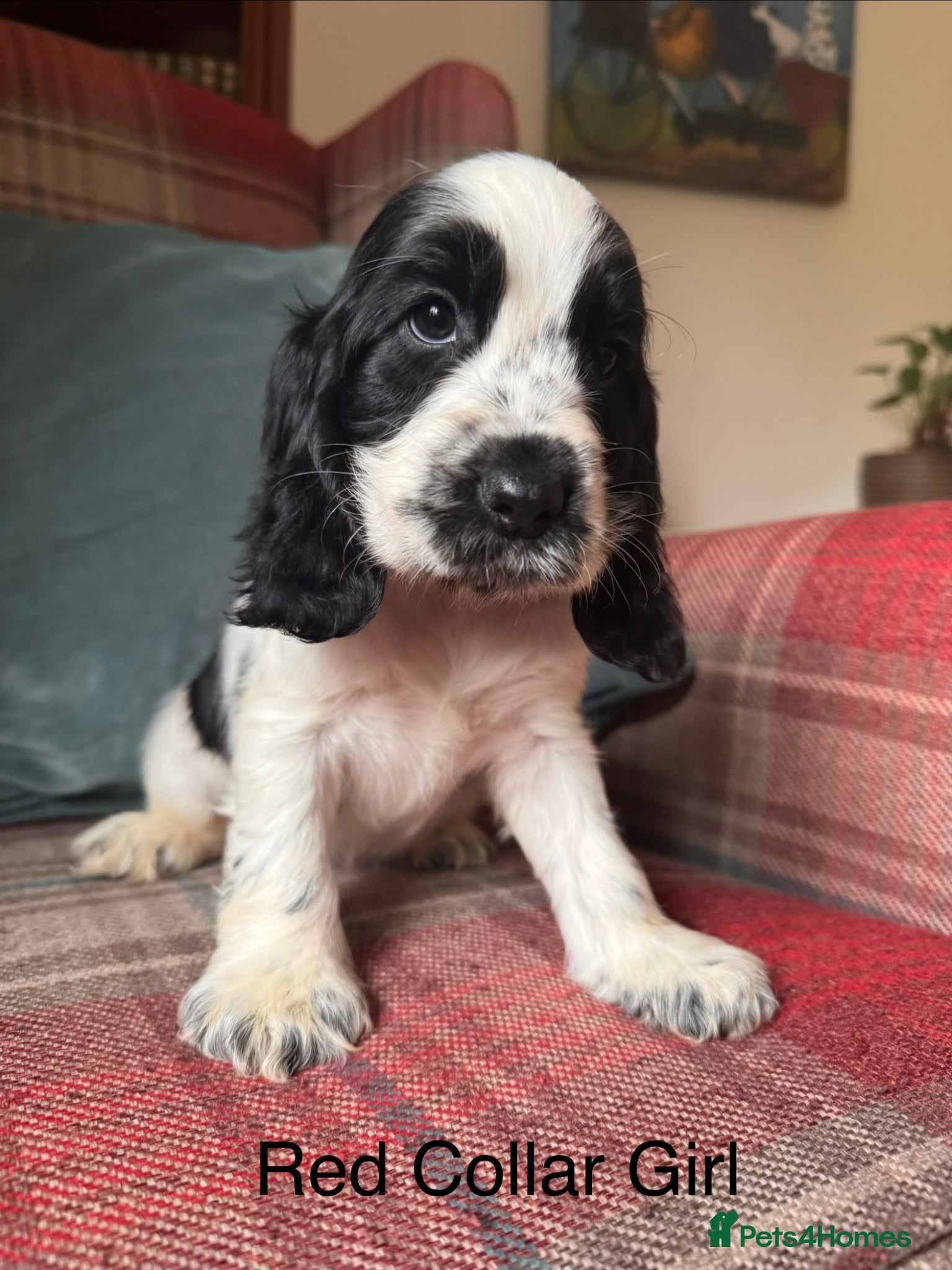 Cocker Spaniel dogs for sale: KC Registered, health tested, show type puppies - Advert 10