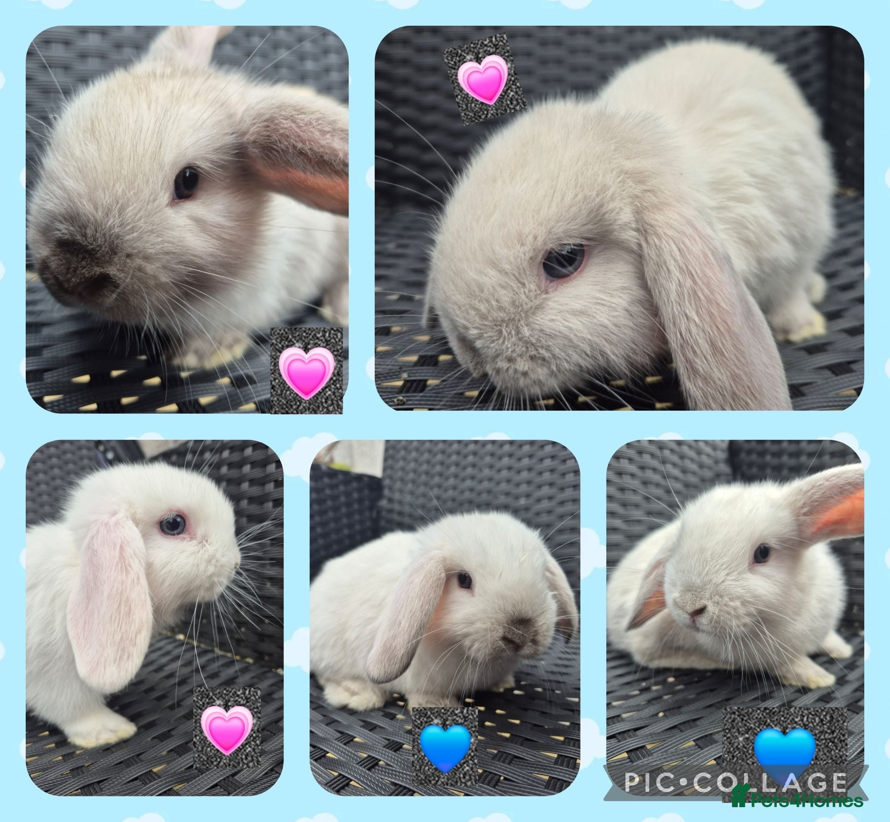 Mini Lop rabbits ❤️ READY TODAY! Pure Mini Lop Babies Boys & Girls  - Advert 1