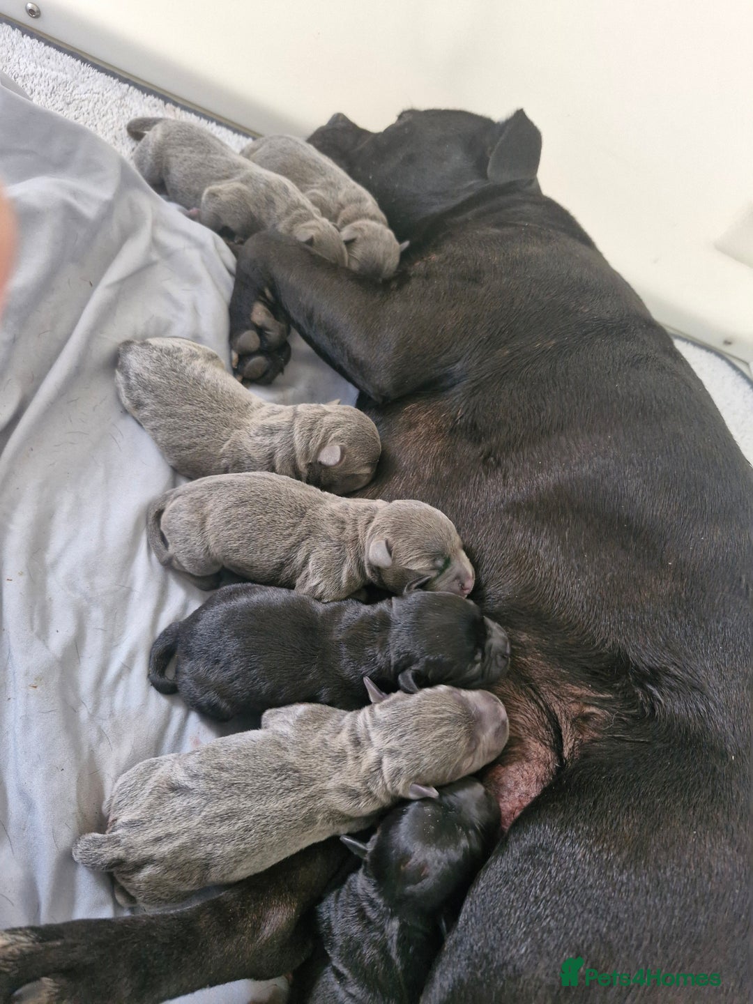 Staffordshire Bull Terrier dogs for sale: Staffordshire bull Terrier puppies - Image 5