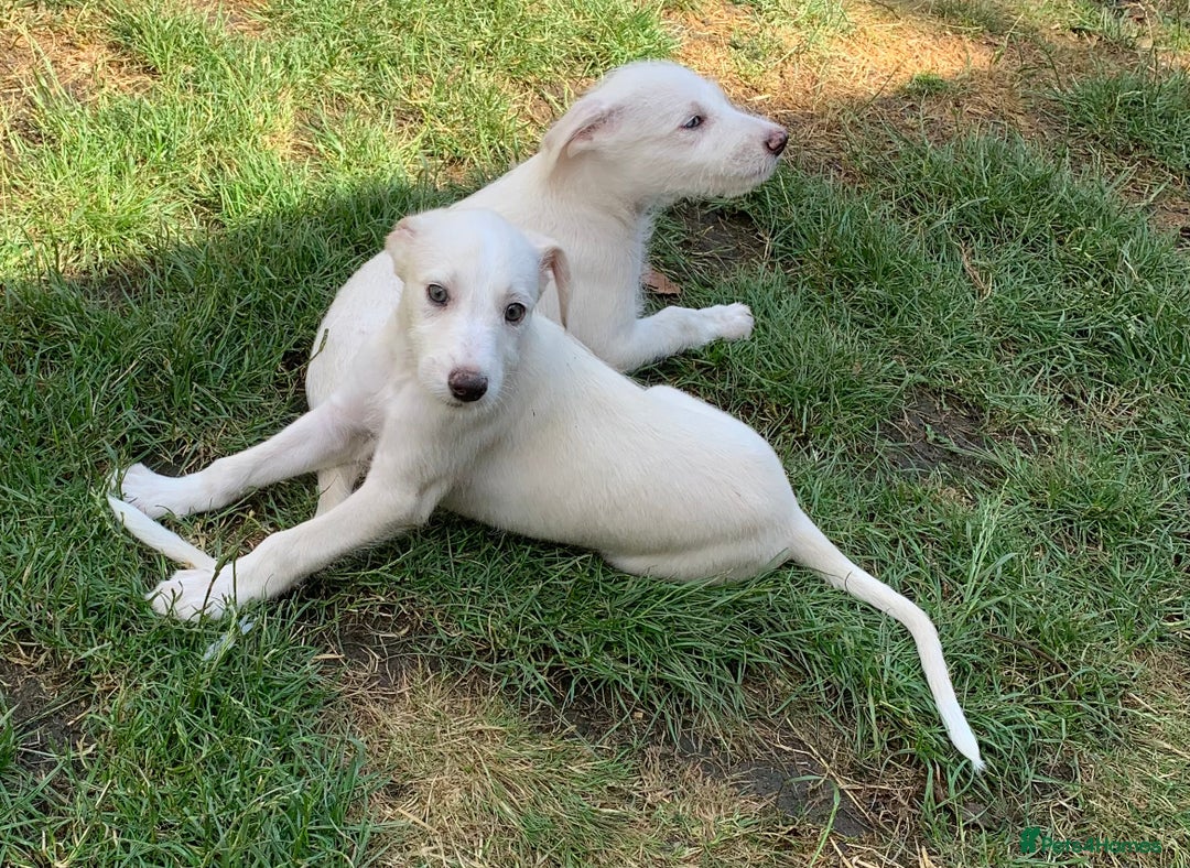 Lurcher dogs for sale: White Lurchers  - Image 4