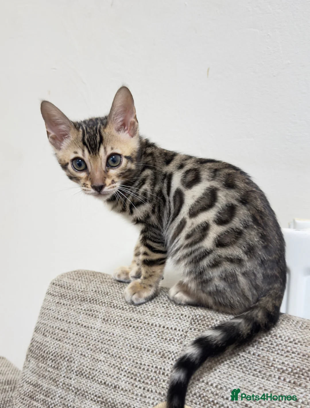 Bengal cats for sale: Bengal kitten🐆 - Advert 1