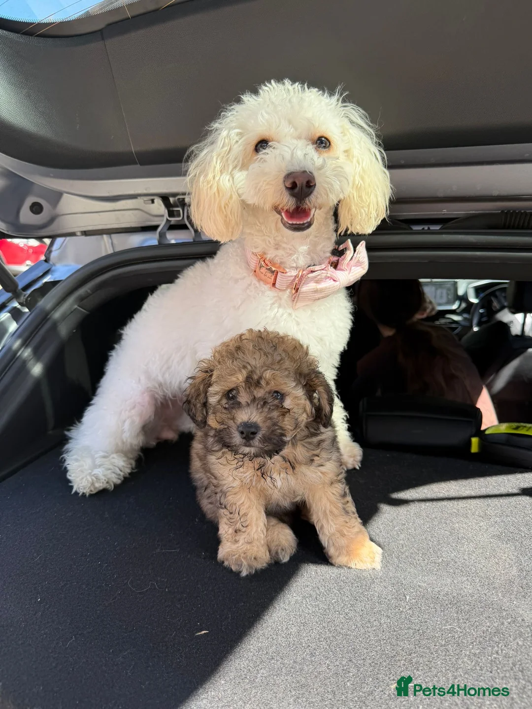 Cavapoo dogs for sale: Cavapoo Available  - Advert 4