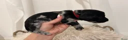Mixed Breed dogs for sale: Doxiepoo puppies  - Advert 21