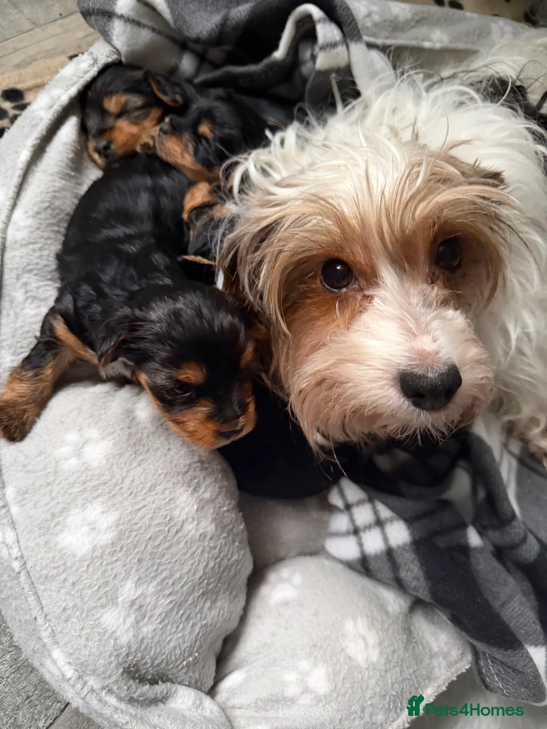 Yorkshire Terrier dogs for sale: York terrier  - Advert 12