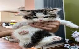 Ragdoll cats for sale: 2 half ragdoll kittens - 1 male 1 female - Image 9