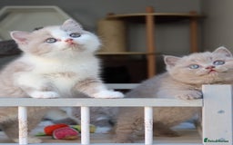 British Shorthair cats for sale: Stunning British shorthair available last girl  - Image 16