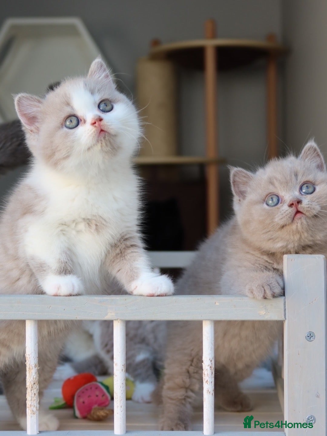 British Shorthair cats for sale: Stunning British shorthair available last girl  - Image 16