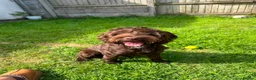 Cockapoo dogs for sale: Beautiful chocolate 8 month old cockapoo for sale - Advert 2