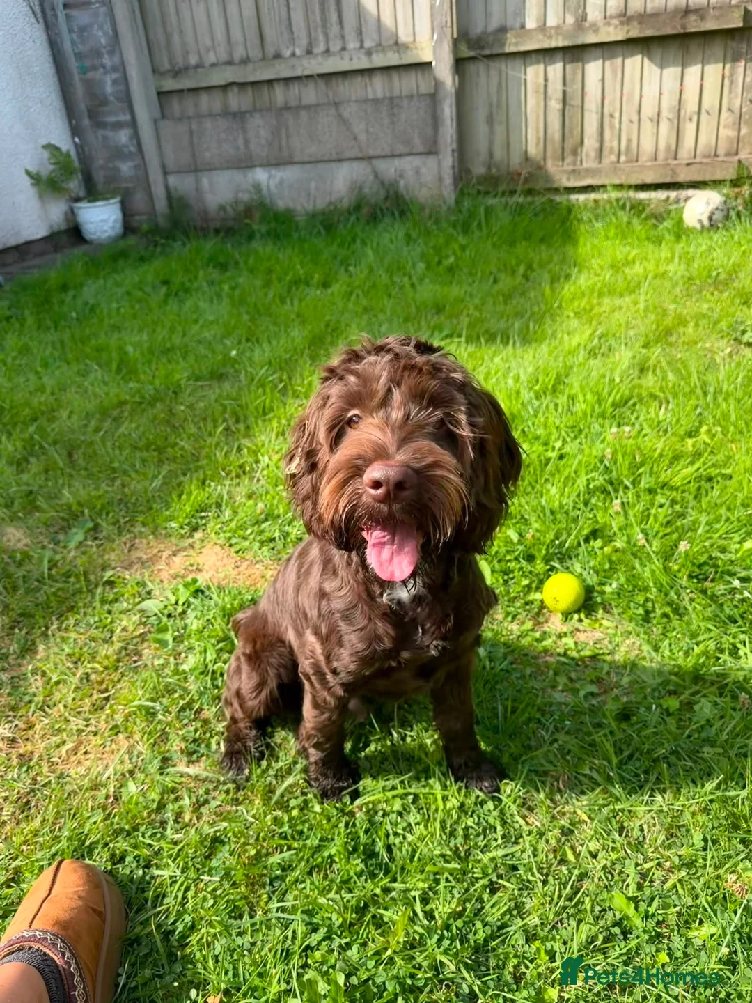 Cockapoo dogs for sale: Beautiful chocolate 8 month old cockapoo for sale - Advert 2