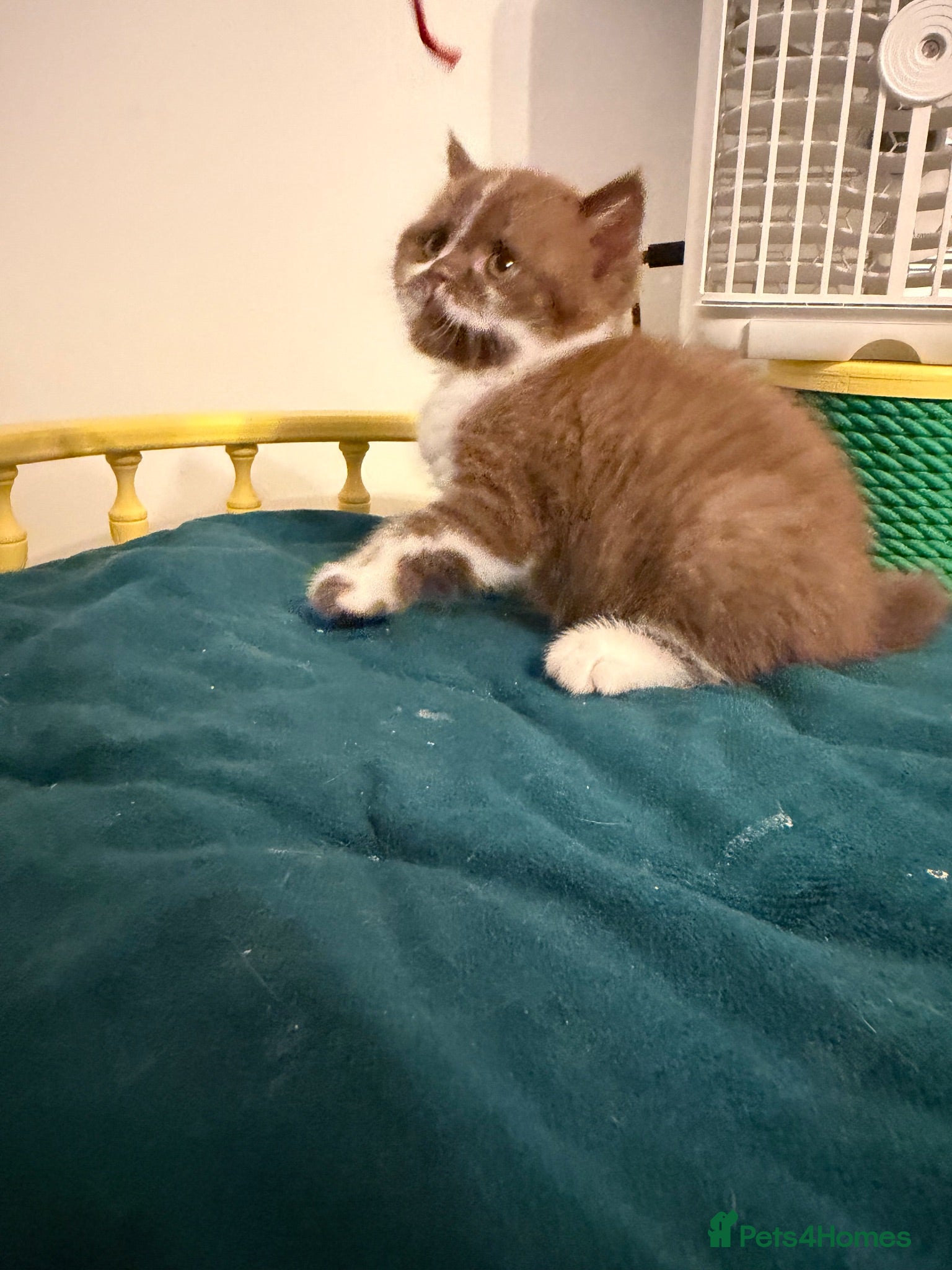 British Shorthair cats BSH kittens TICA registered 💙🩷 - Advert 4