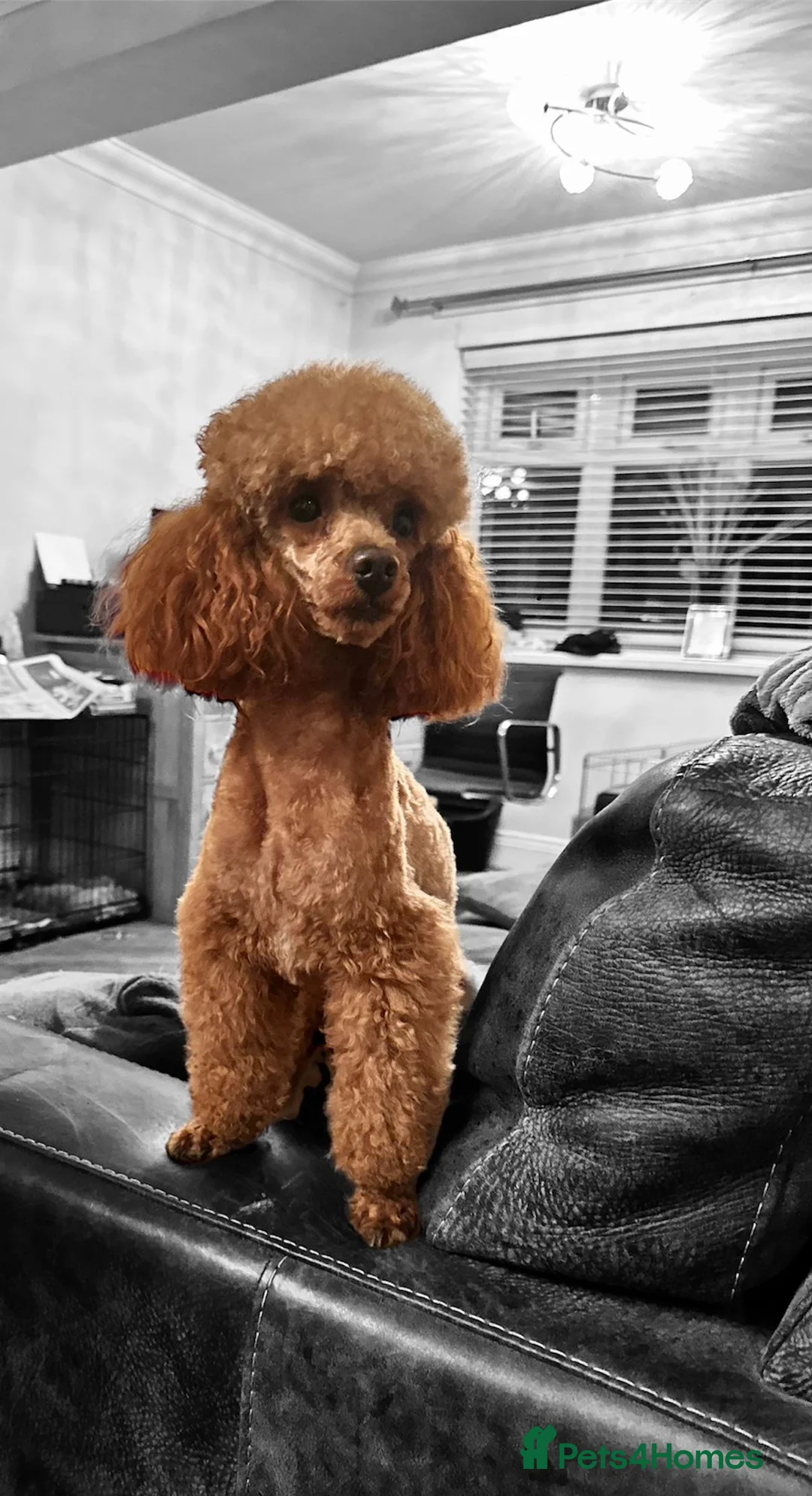 Toy Poodle dogs for stud: red toy poodle STUD ONLY - Advert 2
