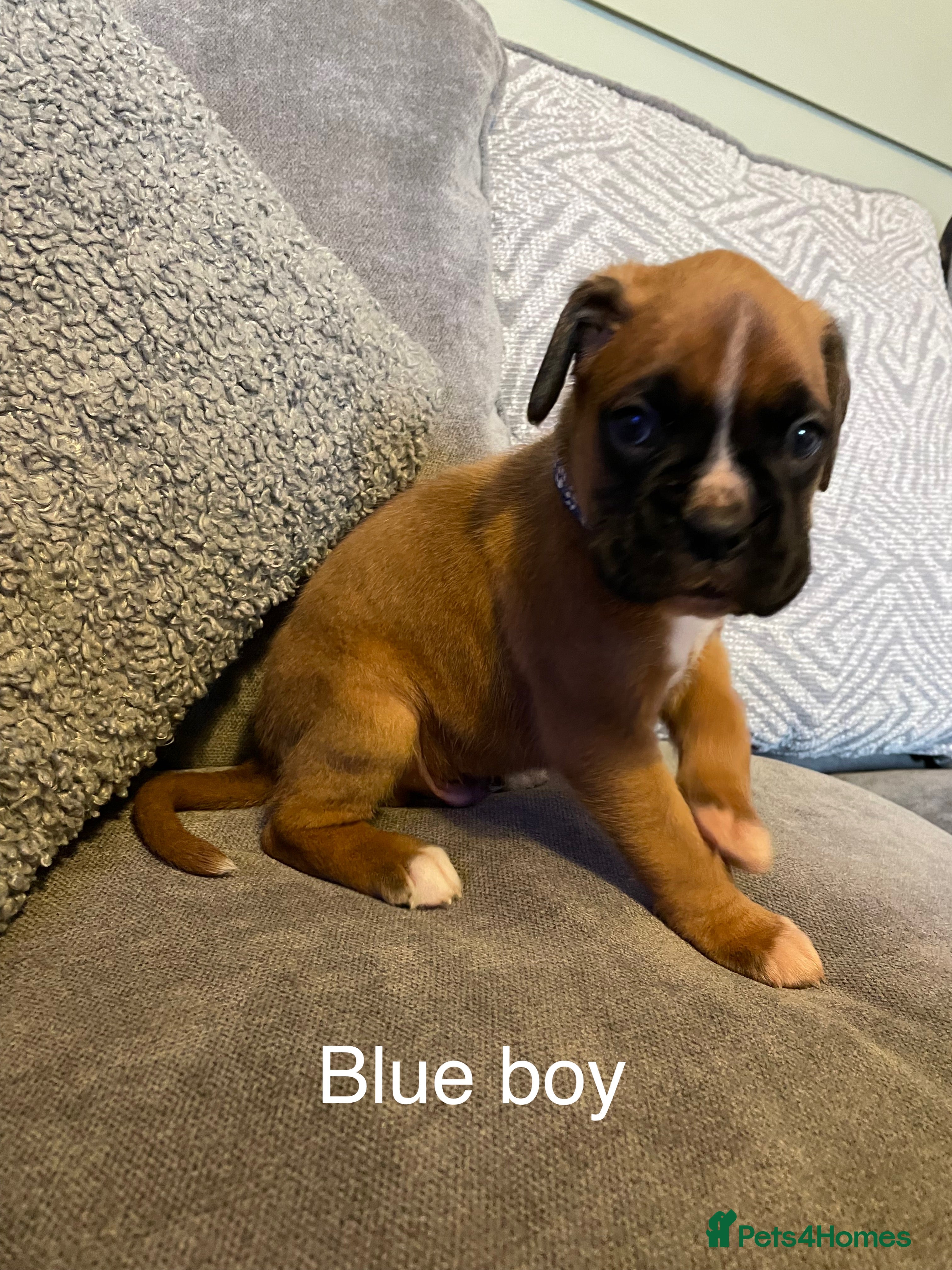 Boxer dogs KC BOXER PUPPIES - Advert 1