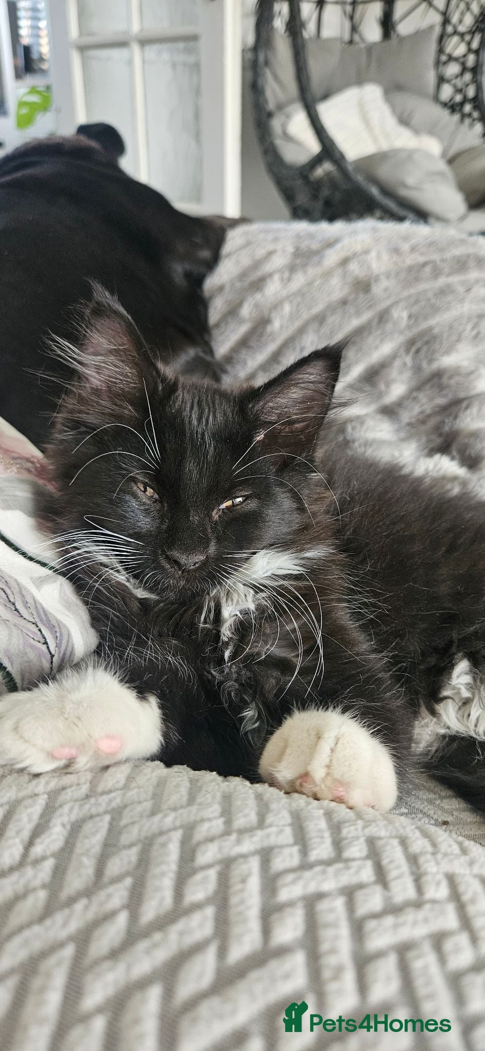 Maine Coon cats Stunning xl TICA Registered Maine coon Kittens  - Advert 1