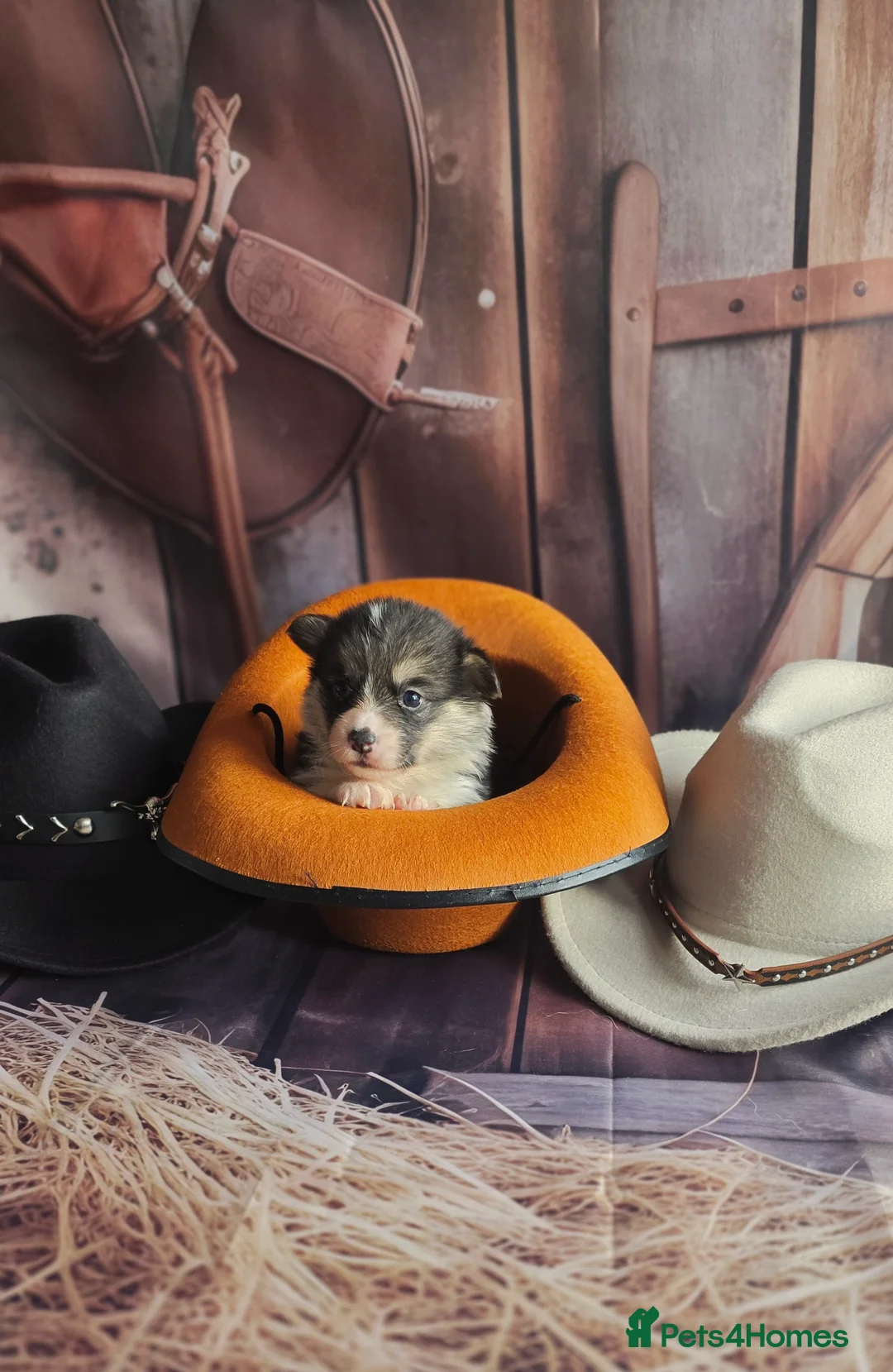 Welsh Corgi Pembroke dogs for sale: Outstanding Welsh Pembroke Corgi Puppies - Advert 26