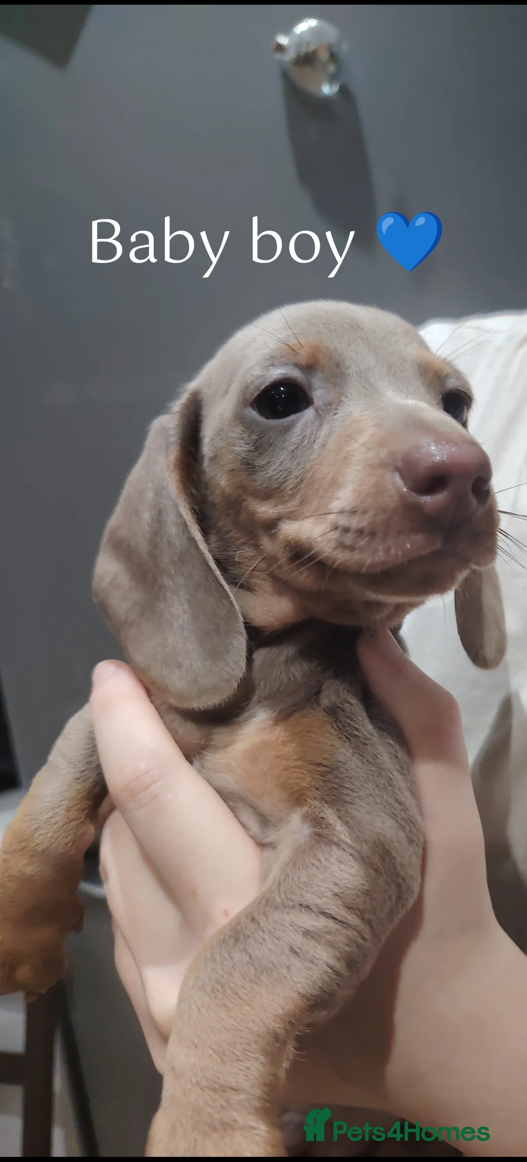 Miniature Dachshund dogs for sale: Miniature dachshund  - Advert 4