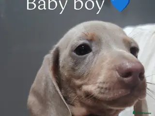 Miniature Dachshund dogs Miniature dachshund - Advert 13