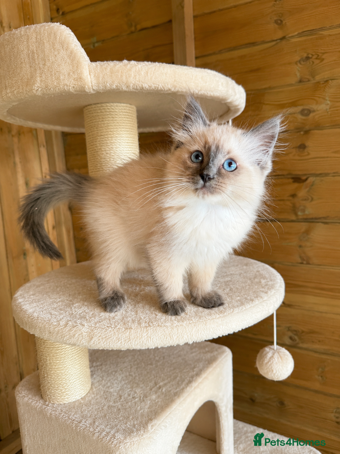 Ragdoll cats Pedigree Blue Ragdoll Kittens - Ready to leave Now - Advert 1