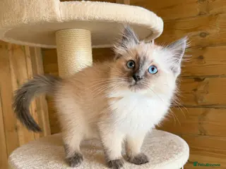 Ragdoll cats Pedigree Blue Ragdoll Kittens - Ready to leave Now - Advert 5