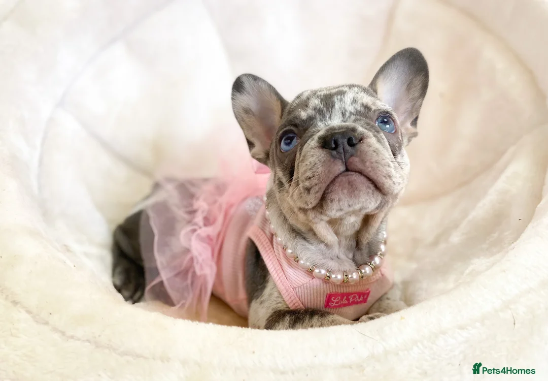 French Bulldog dogs for sale: NEWSHADE ISABELLA AND MERLE FRENCH BULLDOGS - Advert 6