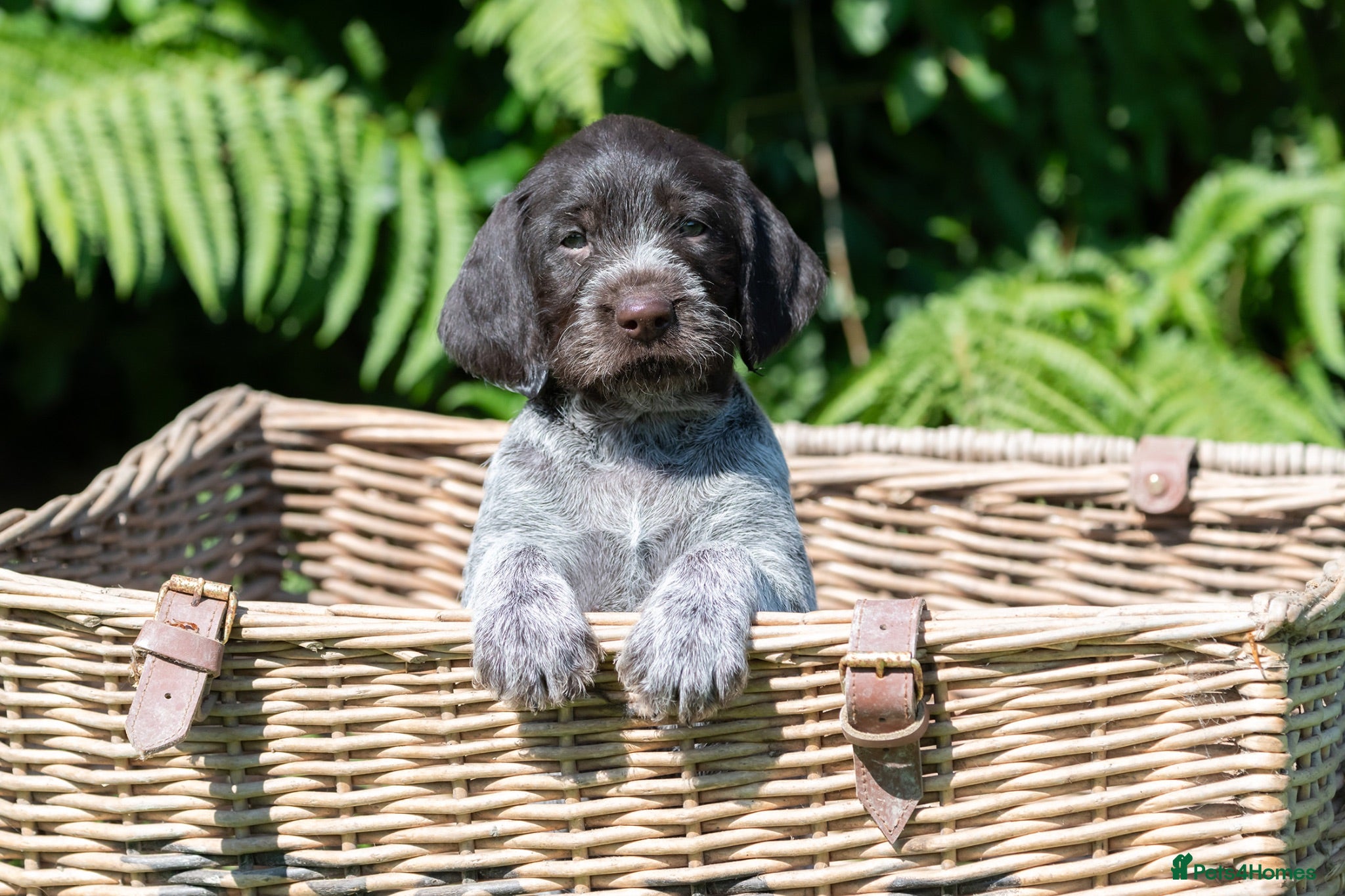 German Wirehaired Pointer dogs BEAUTIFUL HEALTHY KC REGISTERED GWP PUPS - Advert 7