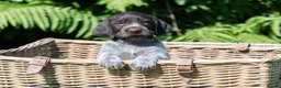 German Wirehaired Pointer dogs for sale: 1ST VACC GIVEN, HEALTH CHECKED KC REG GWP PUPS  - Advert 9