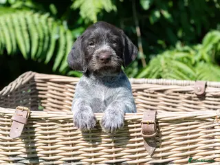 German Wirehaired Pointer dogs BEAUTIFUL HEALTHY KC REGISTERED GWP PUPS - Advert 7
