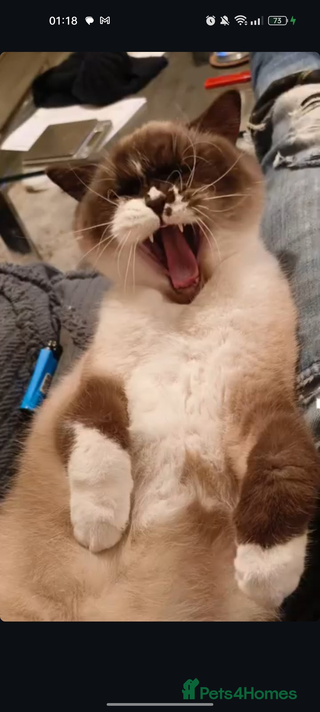 British Shorthair cats  Name :Flow the Britishshorthairs  - Advert 6